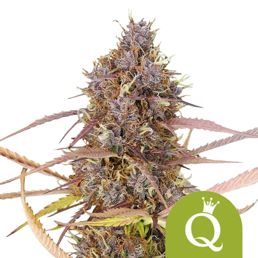 Royal Queen Seeds Purple Queen Auto graines de cannabis autofloraison (paquet de 3 graines)