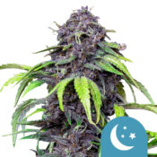 Royal Queen Seeds Purplematic CBD graines de cannabis (paquet de 5 graines)