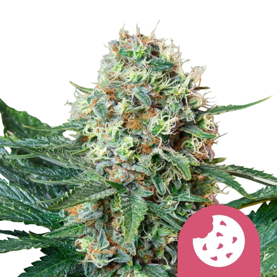 Royal Queen Seeds Royal Cookies graines de cannabis feminisées (paquet de 5 graines)