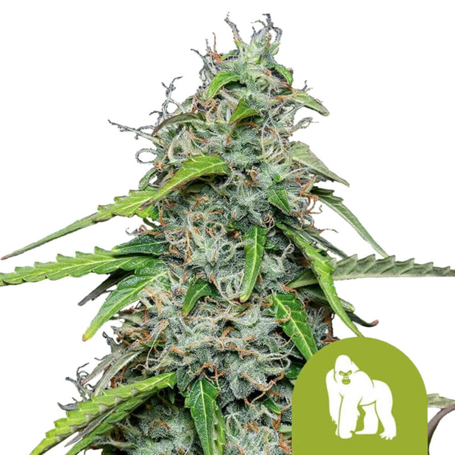 Royal Queen Seeds Royal Gorilla Automatic graines de cannabis autofloraison (paquet de 3 graines)