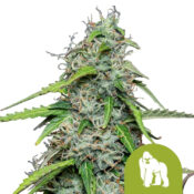 Royal Queen Seeds Royal Gorilla Automatic graines de cannabis autofloraison (paquet de 5 graines)