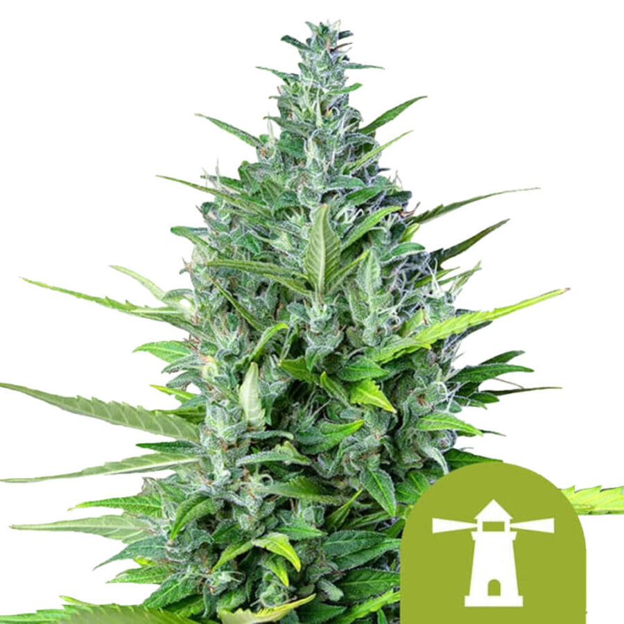 Royal Queen Seeds Royal Haze graines de cannabis autofloraison (paquet de 5 graines)