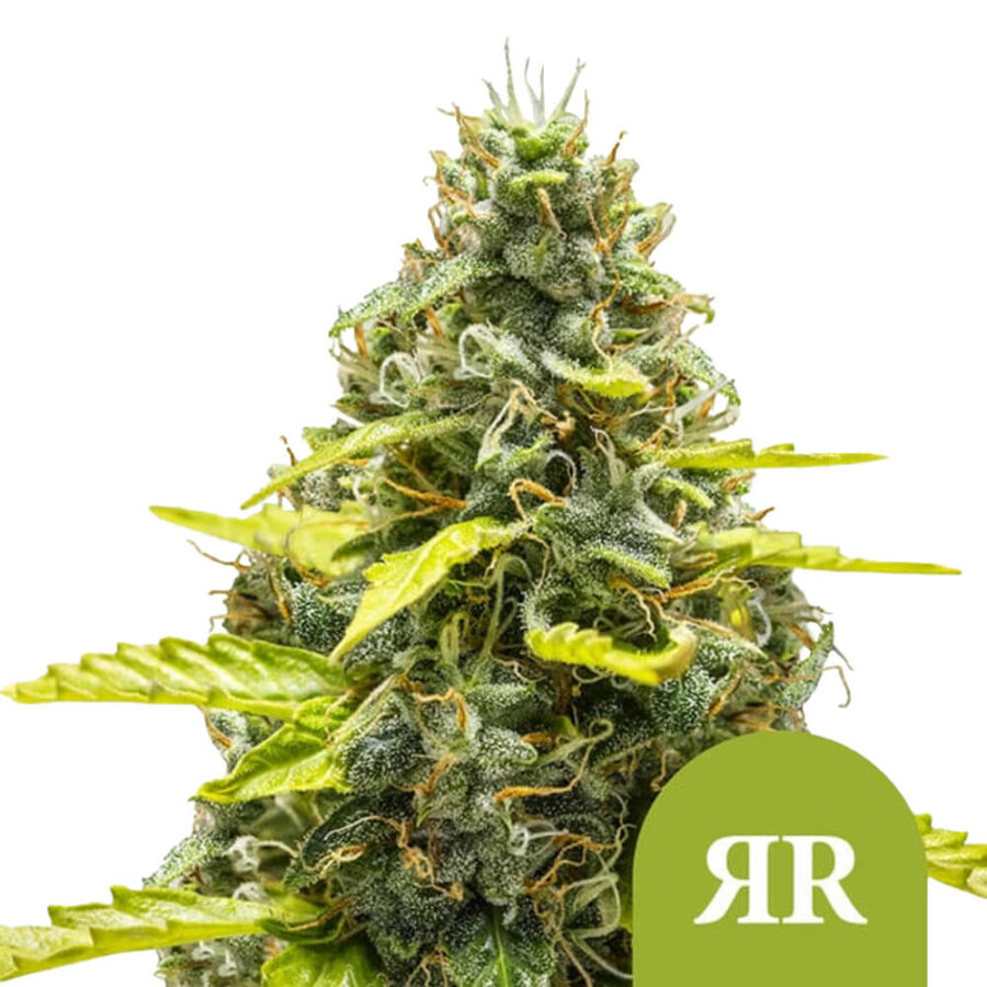 Royal Queen Seeds Royal Runtz Auto graines de cannabis autofloraison (paquet de 5 graines)