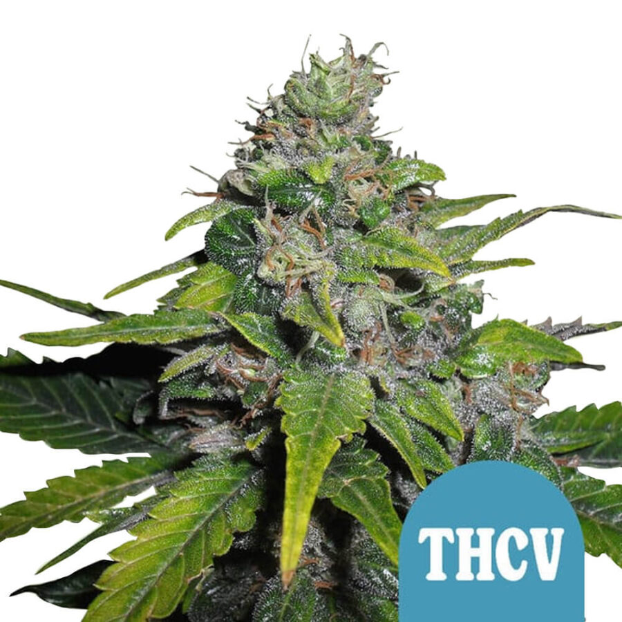 Royal Queen Seeds Royal THCV graines de cannabis autofloraison (paquet de 3 graines)