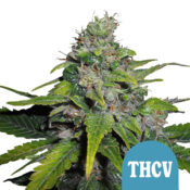 Royal Queen Seeds Royal THCV graines de cannabis autofloraison (paquet de 5 graines)