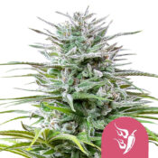 Royal Queen Seeds Speedy Chile graines de cannabis feminisées (paquet de 3 graines)