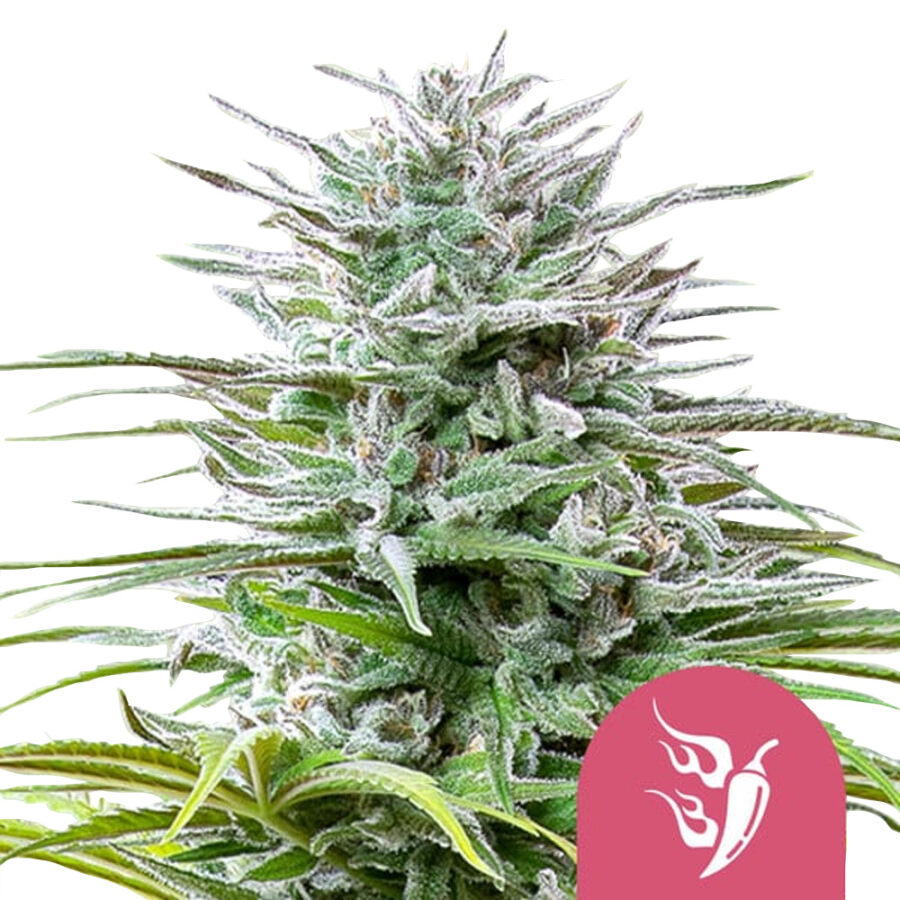 Royal Queen Seeds Speedy Chile graines de cannabis feminisées (paquet de 3 graines)