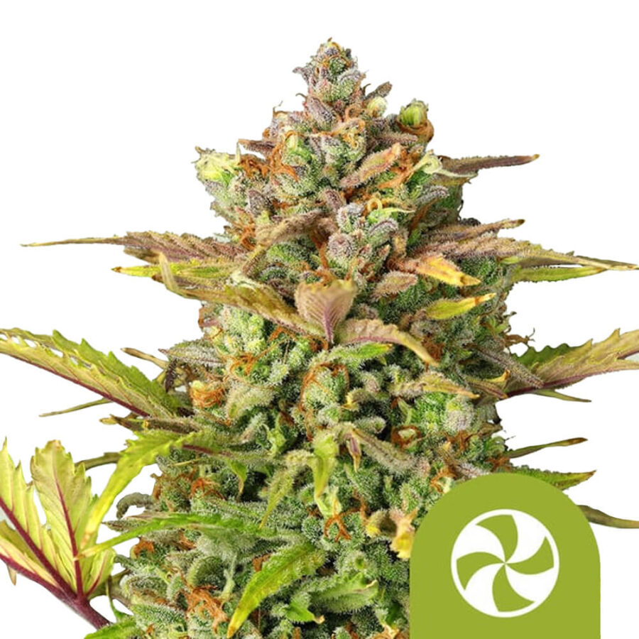 Royal Queen Seeds Sweet ZZ Auto graines de cannabis autofloraison (paquet de 3 graines)