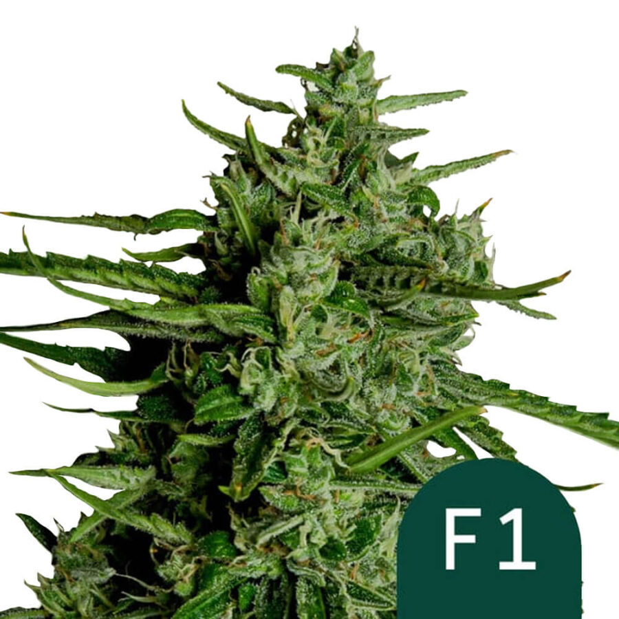 Royal Queen Seeds Titan F1 graines de cannabis autofloraison (paquet de 3 graines)