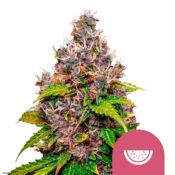 Royal Queen Seeds Watermelon graines de cannabis feminisées (paquet de 3 graines)