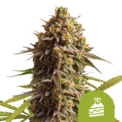 Royal Queen Seeds Wedding Cake Auto graines de cannabis autofloraison (paquet de 3 graines)