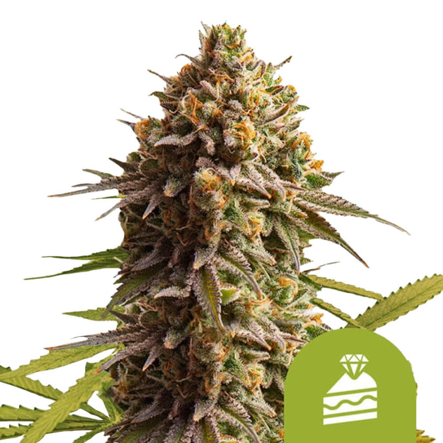 Royal Queen Seeds Wedding Cake Auto graines de cannabis autofloraison (paquet de 5 graines)