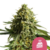 Royal Queen Seeds Wedding Cake graines de cannabis feminisées (paquet de 3 graines)