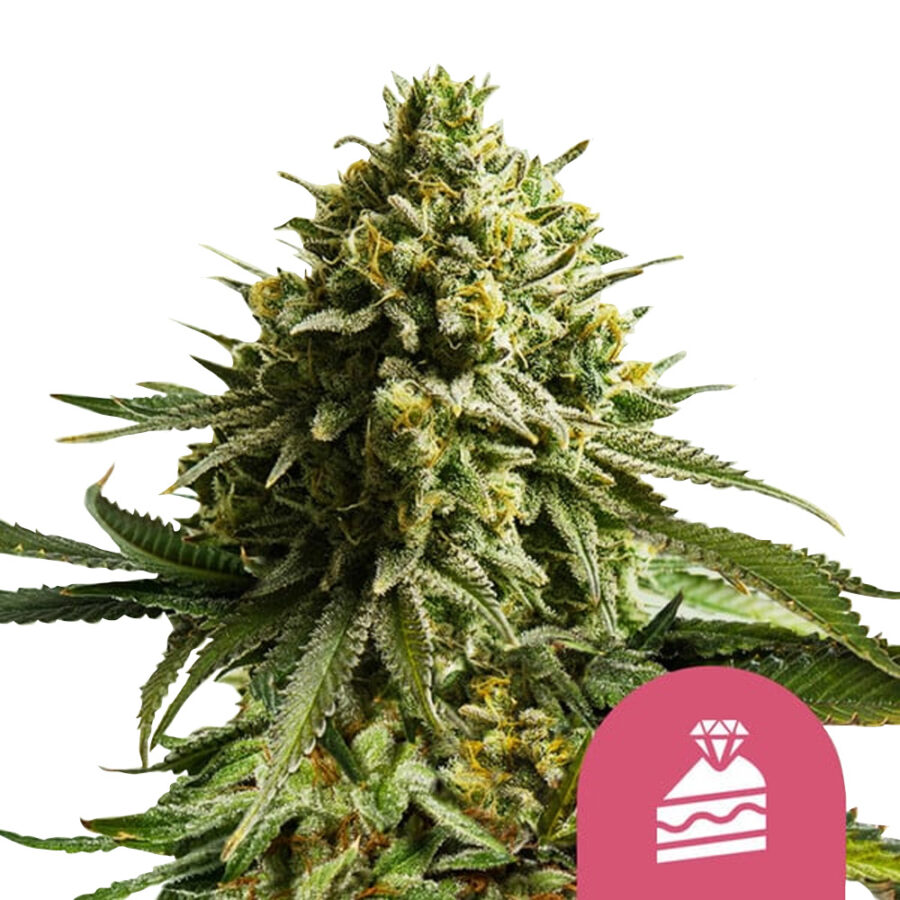 Royal Queen Seeds Wedding Cake graines de cannabis feminisées (paquet de 5 graines)