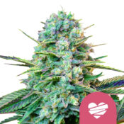 Royal Queen Seeds Wedding Crasher graines de cannabis feminisées (paquet de 3 graines)