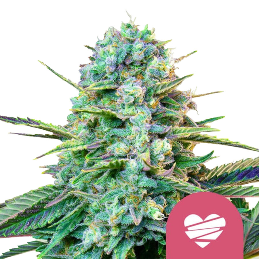 Royal Queen Seeds Wedding Crasher graines de cannabis feminisées (paquet de 5 graines)