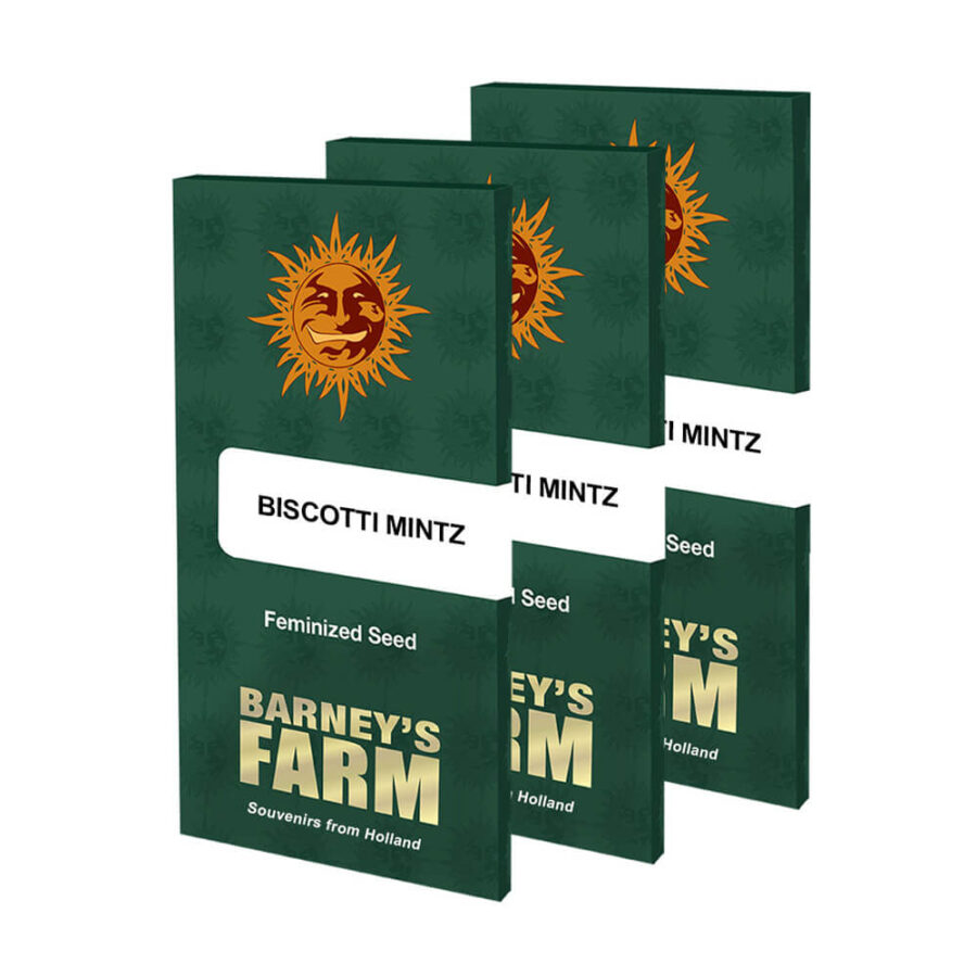 Barney's Farm Biscotti Mintz graines de cannabis feminisées (paquet de 3 graines)