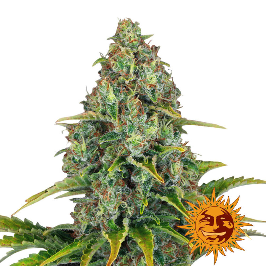 Barney's Farm Blue Cheese Auto graines de cannabis autofloraison (paquet de 5 graines)