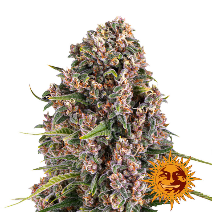 Barney's Farm Blue Cheese graines de cannabis feminisées (paquet de 5 graines)