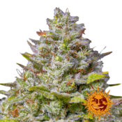 Barney's Farm Blue Gelato 41 graines de cannabis feminisées (paquet de 3 graines)