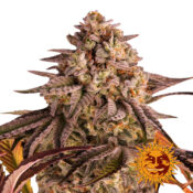 Barney's Farm Blue Sunset Sherbert graines de cannabis feminisées (paquet de 5 graines)