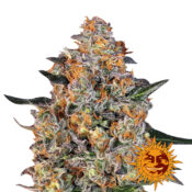 Barney's Farm Bubba Kush graines de cannabis feminisées (paquet de 5 graines)