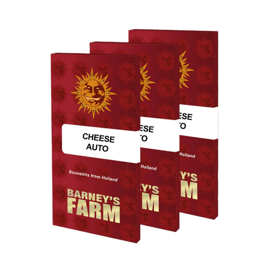 Barney's Farm Cheese Auto graines de cannabis autofloraison (paquet de 3 graines)