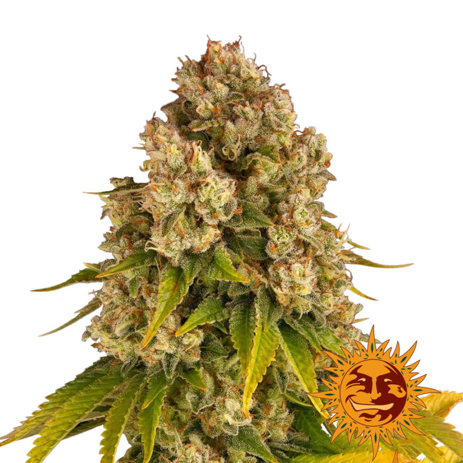 Barney's Farm Cheese Auto graines de cannabis autofloraison (paquet de 5 graines)