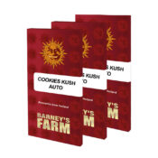 Barney's Farm Cookies Kush Auto graines de cannabis autofloraison (paquet de 3 graines)