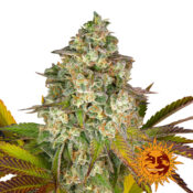 Barney's Farm Cookies Kush Auto graines de cannabis autofloraison (paquet de 3 graines)