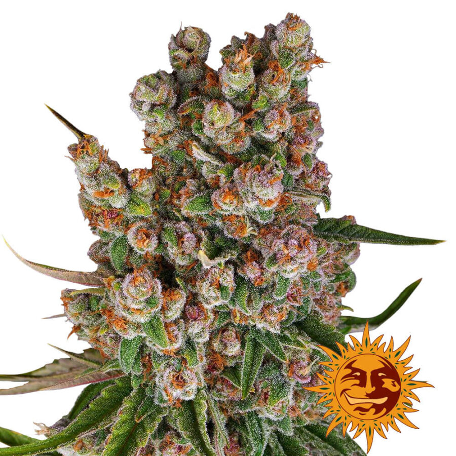 Barney's Farm GMO Auto graines de cannabis autofloraison (paquet de 5 graines)