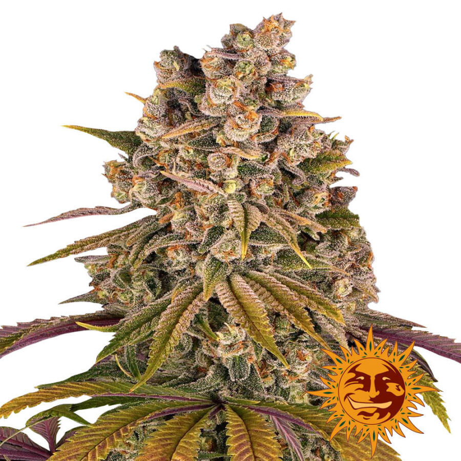 Barney's Farm Lemon Tree graines de cannabis feminisées (paquet de 3 graines)