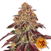 Barney's Farm Mimosa X Orange Punch Auto graines de cannabis autofloraison (paquet de 3 graines)