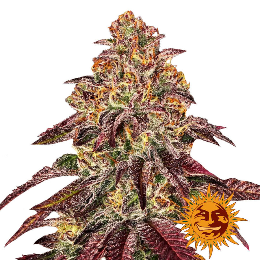 Barney's Farm Mimosa X Orange Punch Auto graines de cannabis autofloraison (paquet de 5 graines)