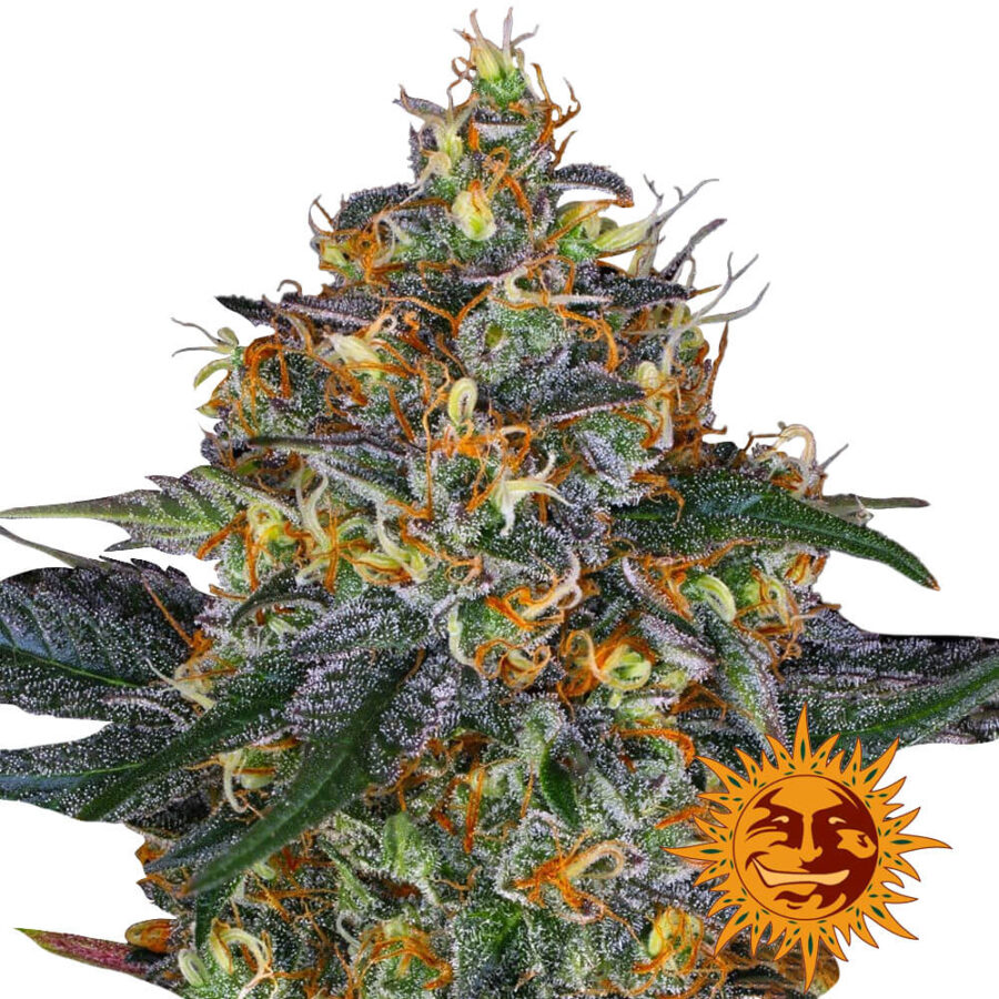 Barney's Farm Moby Dick Auto graines de cannabis autofloraison (paquet de 3 graines)