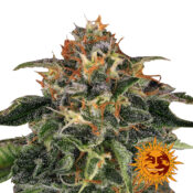 Barney's Farm Lemon Drizzle graines de cannabis feminisées (paquet de 5 graines)