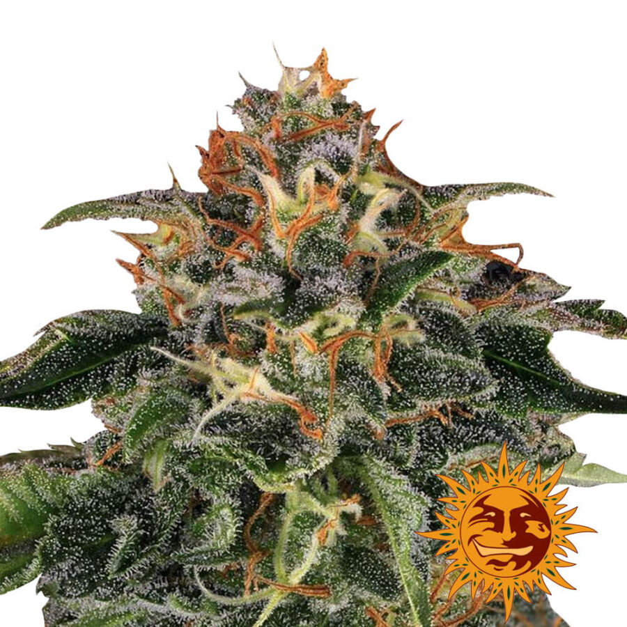 Barney's Farm Moby Dick graines de cannabis feminisées (paquet de 5 graines)