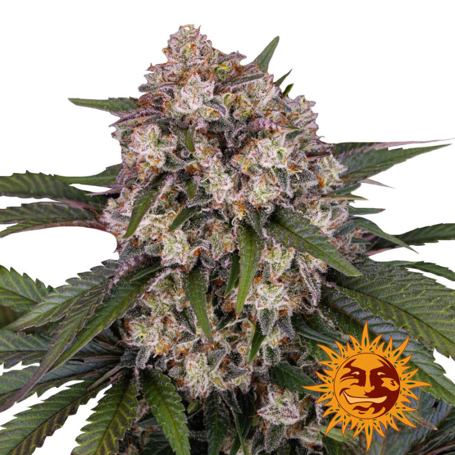 Barney's Farm OG Kush Auto graines de cannabis autofloraison (paquet de 3 graines)