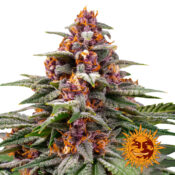 Barney's Farm Runtz Auto graines de cannabis autofloraison (paquet de 3 graines)