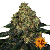 Barney's Farm Skywalker OG Auto graines de cannabis autofloraison (paquet de 3 graines)