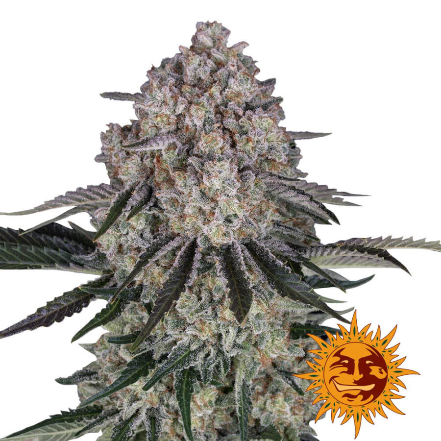 Barney's Farm Sour Diesel Auto graines de cannabis autofloraison (paquet de 5 graines)