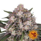 Barney's Farm Sour Diesel graines de cannabis feminisées (paquet de 5 graines)