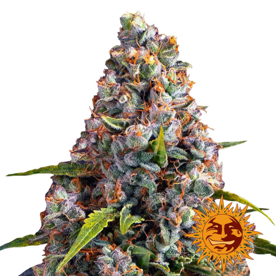 Barney's Farm Strawberry Cheesecake Auto graines de cannabis autofloraison (paquet de 3 graines)