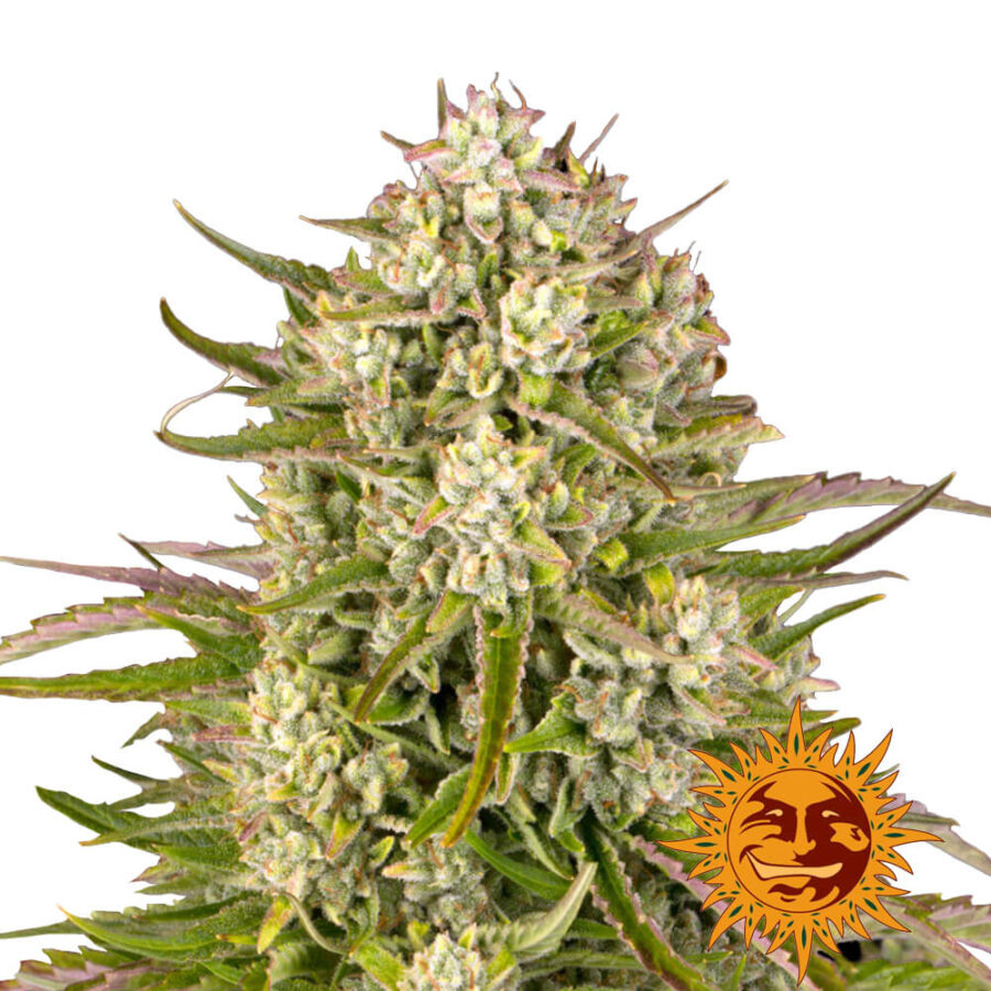 Barney's Farm Wedding Cake Auto graines de cannabis autofloraison (paquet de 3 graines)