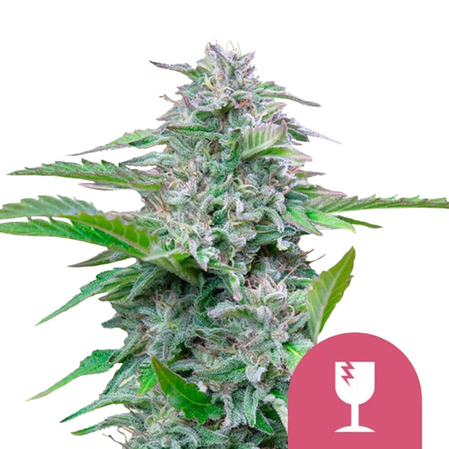 Royal Queen Seeds Critical feminized graines de cannabis feminisées (paquet de 5 graines)