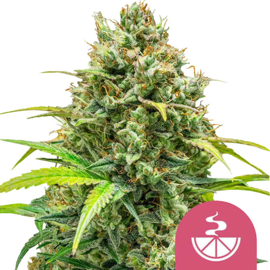 Royal Queen Seeds Lemon Skunk graines de cannabis feminisées (paquet de 3 graines)