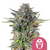 Royal Queen Seeds Pink Gorilla graines de cannabis feminisées (paquet de 3 graines)