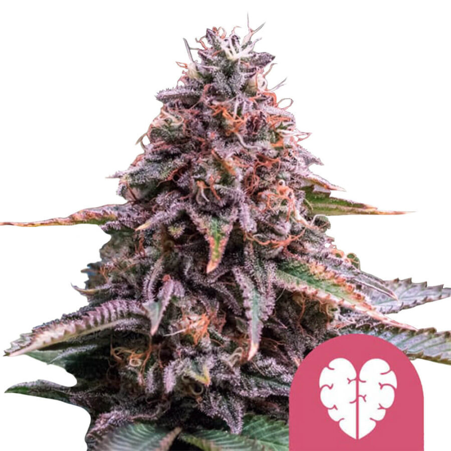 Royal Queen Seeds Pink Minst graines de cannabis feminisées (paquet de 5 graines)