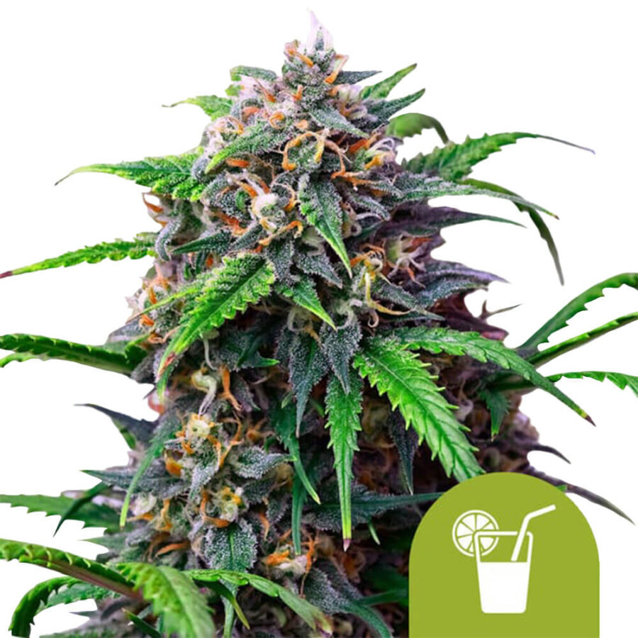 Royal Queen Seeds Purple Lemonade Auto graines de cannabis autofloraison (paquet de 5 graines)