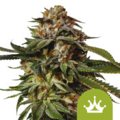 Royal Queen Seeds Special Queen 1 Auto graines de cannabis autofloraison (paquet de 3 graines)